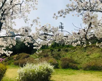 경주벚꽃축제_16