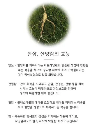 산삼 효능 영양 면역력 피로 회복 위한 섭취법 정리_19