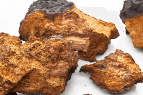 차가버섯의 효능 알아보기