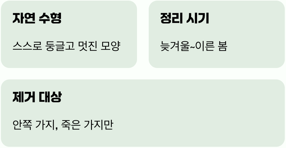 비결 4. 그대로의 멋, '가지치기'는 최소한으로