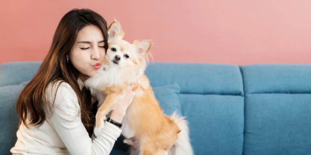 애견 배변패드 필요한 이유 2