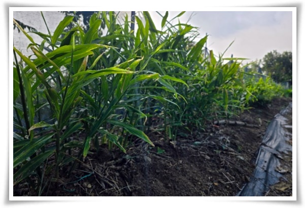 &quot;생강 심기&quot; 텃밭의 보물, 4월 ~ 5월 초 생강 심기로 건강과 맛을 동시에!