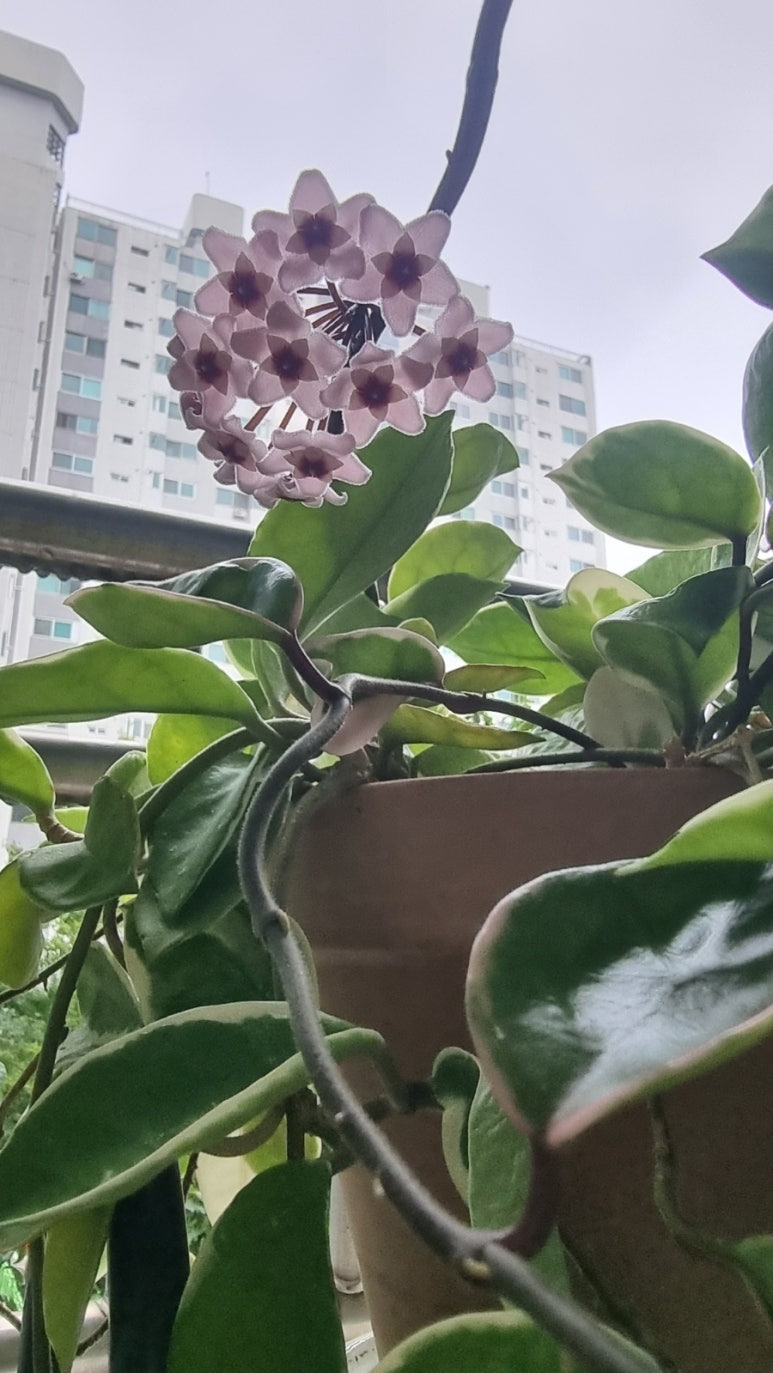 호야꽃