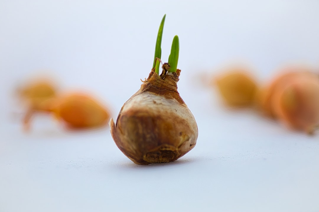 Mungbean sprouts