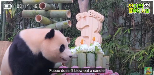 푸바오 생일잔치 판다 번식기