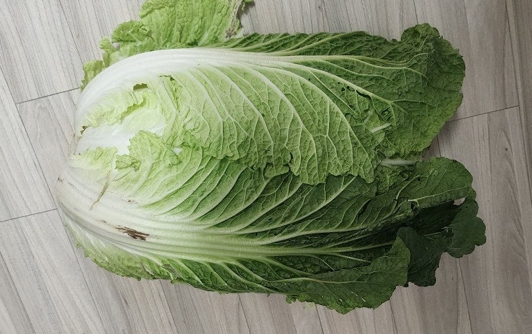 배추한통