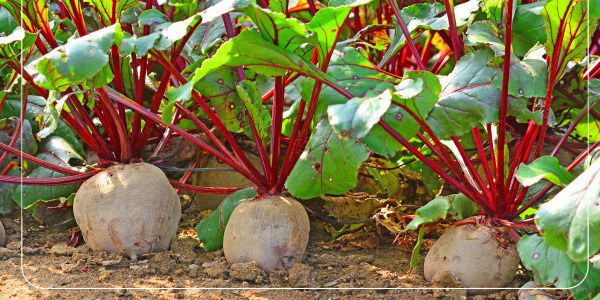 비트 효능 혈관 건강: 혈압 조절과 심혈관계 질환 예방2