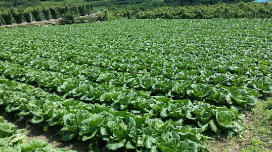 배추작물
