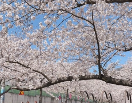 진해 군항제의 만개한 벚꽃