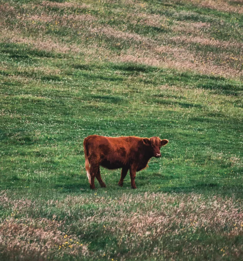 우황청심원 효능