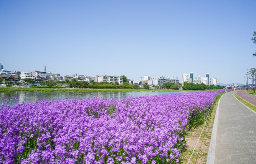 생태지구공원 보라유채꽃