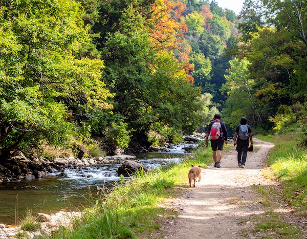 계곡에서 산책하는 반려견과 사람