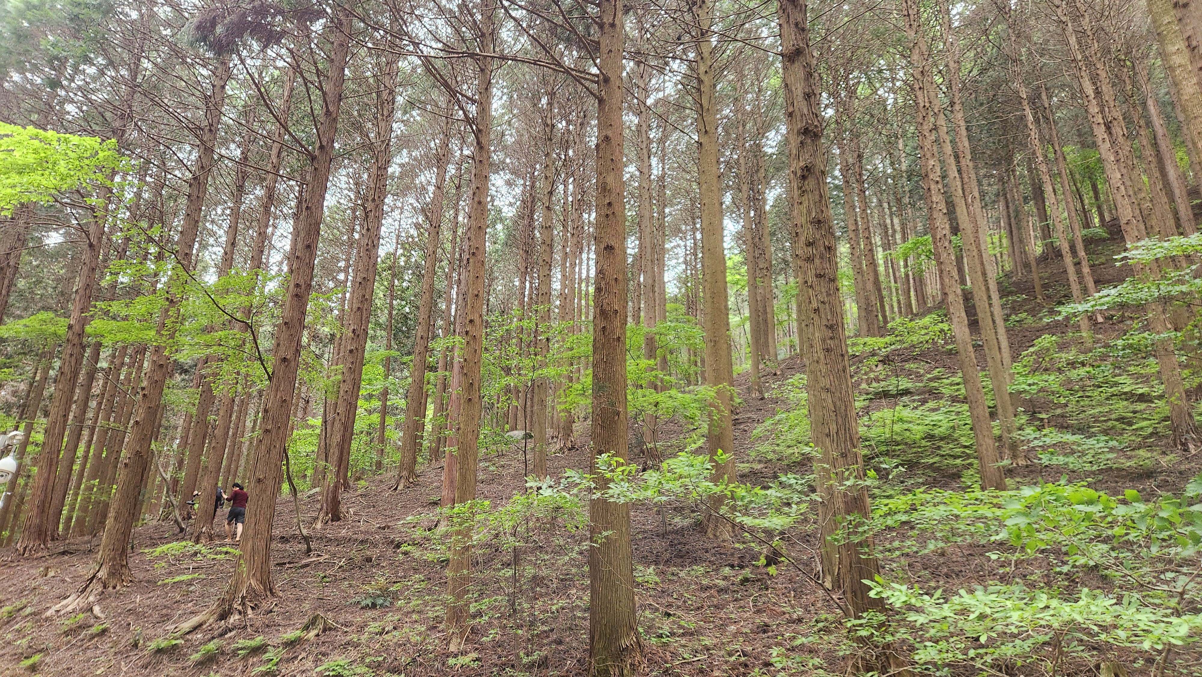 장성 치유의숲 맨발숲길