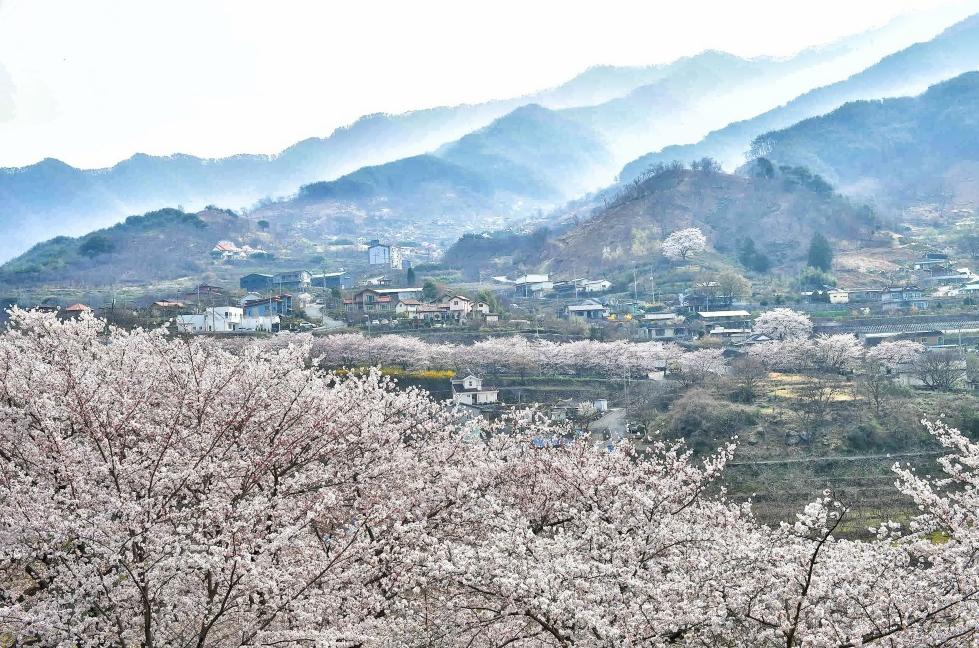 십리벚꽃길1