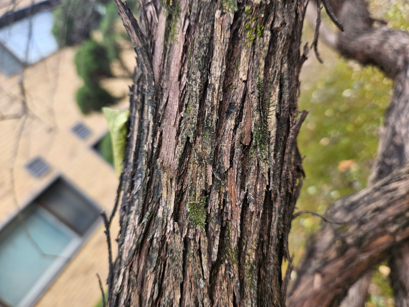 수수꽃다리 수피2