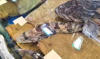 6월 제철 횟감 맛집 어디서 먹는 게 가장 맛있을까요 지역별 상세 추천_17