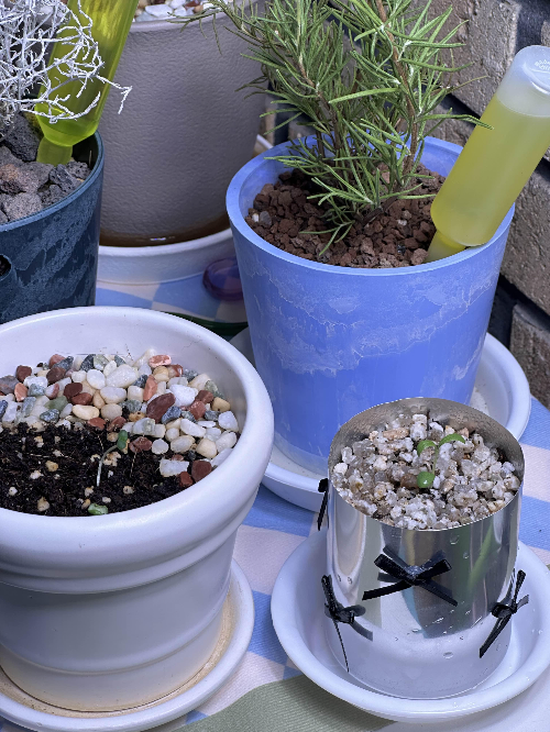 다이소 로즈마리