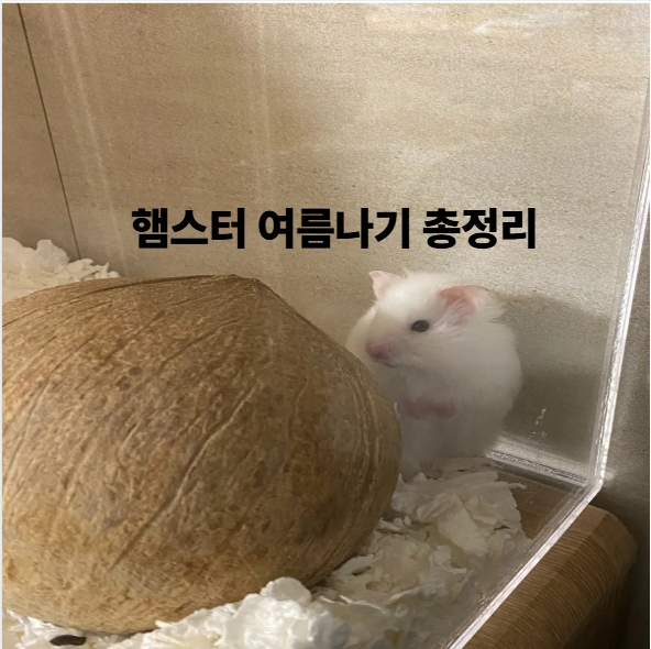 햄스터 여름나기 총정리
