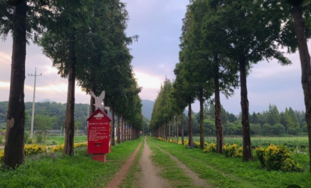 예산 덕산 메타세콰이어길