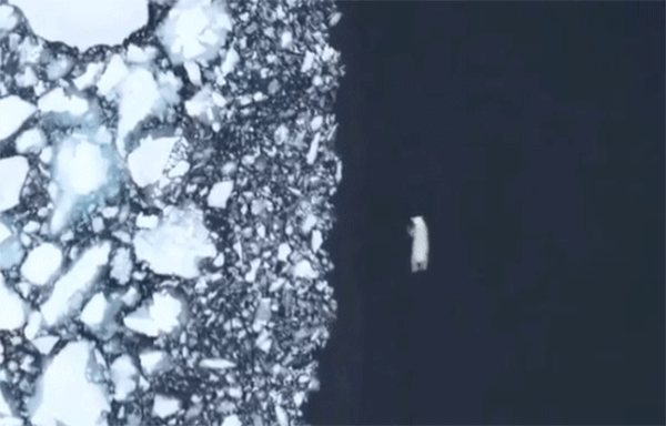 9일간 쉬지 않고 687km를 헤엄쳐간 북극곰의 이야기