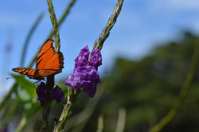 노주노교 종류 이곡 두곡 특곡 비교 및 가격 특징 소개_9