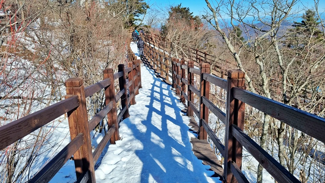 발왕산 천년주목숲길 코스
