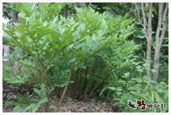 곤약 재배 모판 만들기 습도 관리 알맞은 그늘_31