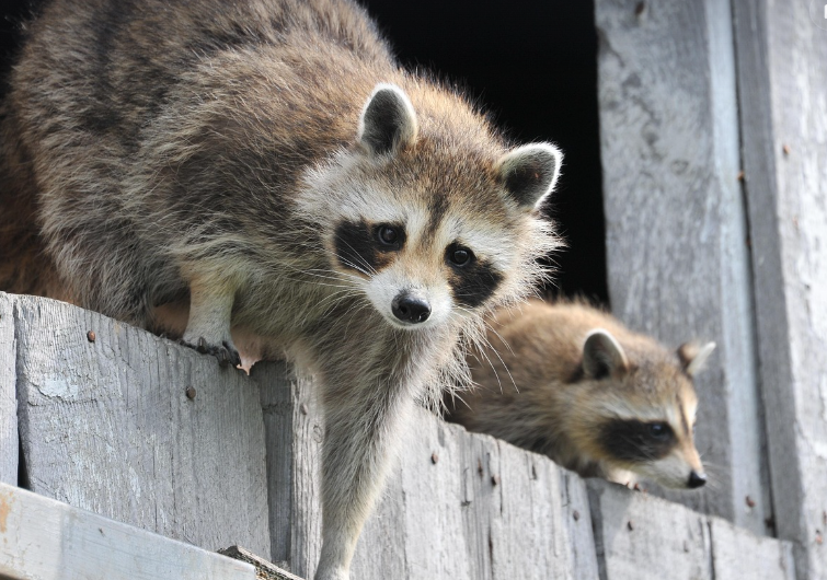 raccoons looking down from wood fence