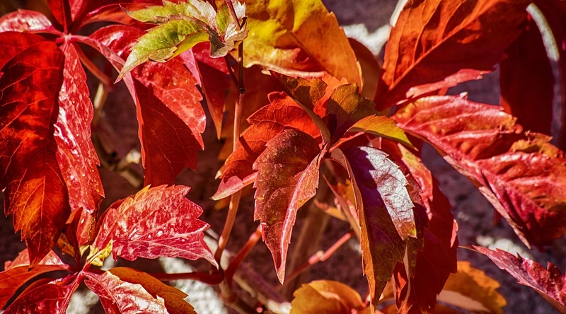 업체의 전문성과 인증