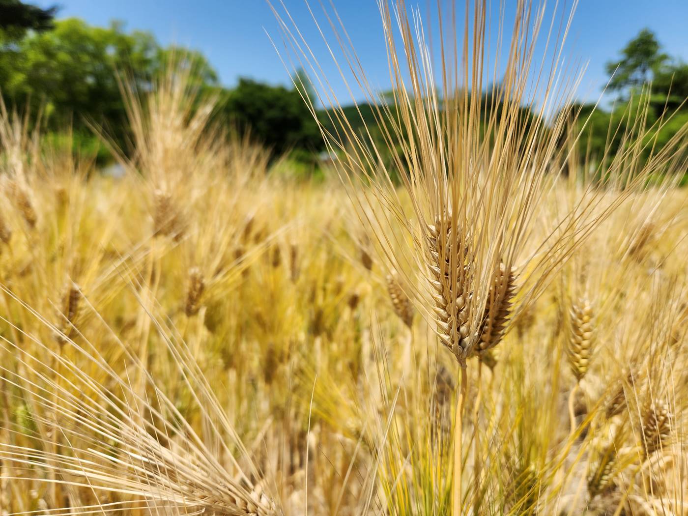 보리 Barley