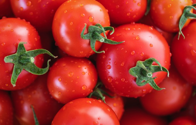 방울토마토 파종 시기와 키우는 방법 알아보기 1