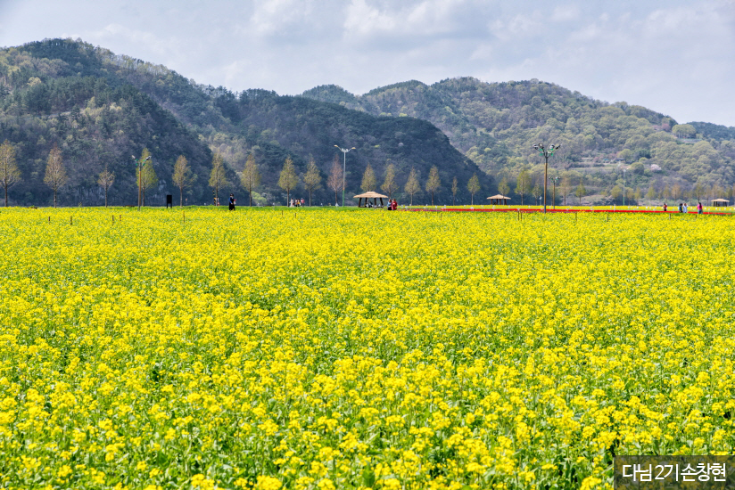 제 19회 창녕 낙동강 유채축제 기본일정 및 프로그램 소개