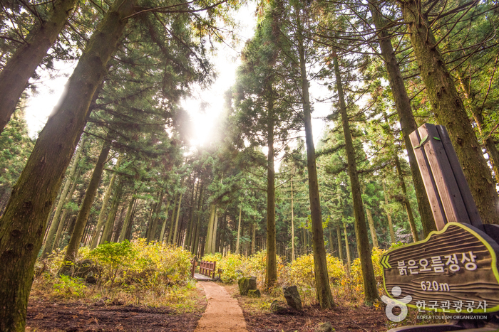 사려니숲 / 사진출처=한국관광공사