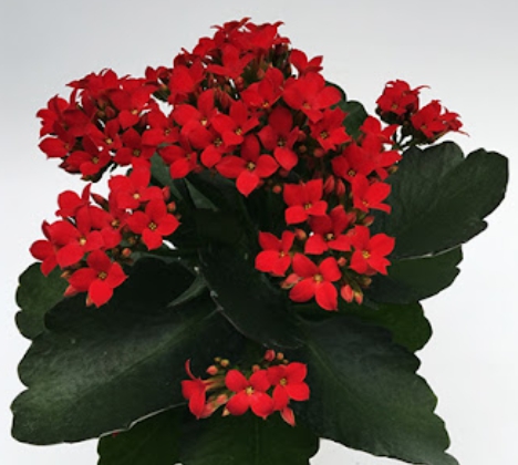 겨울 꽃 칼랑코에