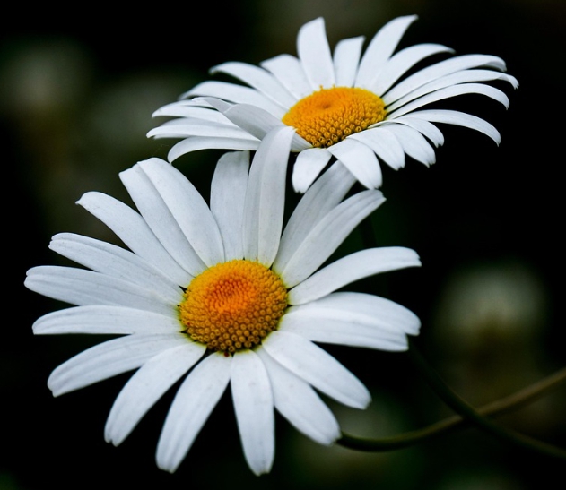 가을에 피는 꽃 종류 구절초