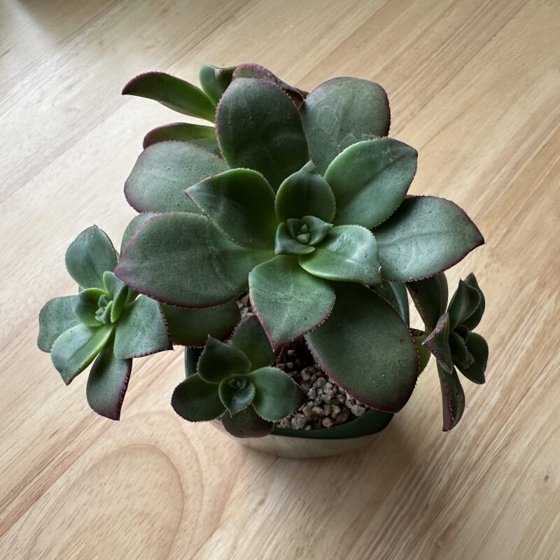 키우기 쉬운 다육식물 초보자 카라솔 까라솔