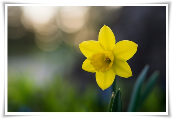 &quot;수선화&quot; 봄의 향기를 담은 마음을 따뜻하게 해 주는 봄의 전령사!