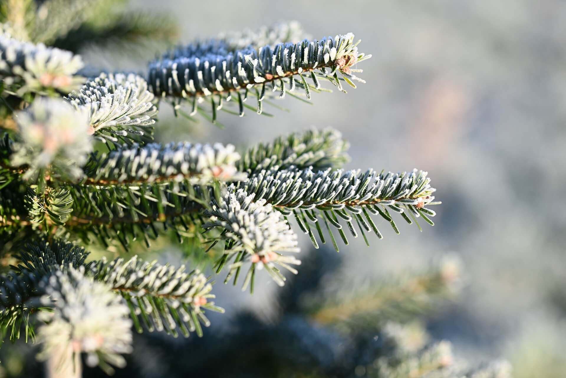 주민등록 전입신고 기한과 방법