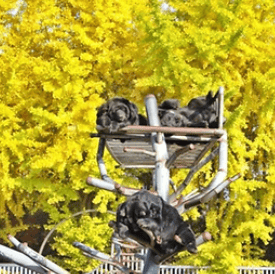 베어트리파크 단풍축제 할인, 맛집, 주차장