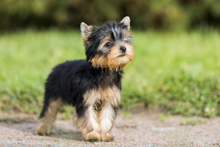 작은 요크셔테리어.