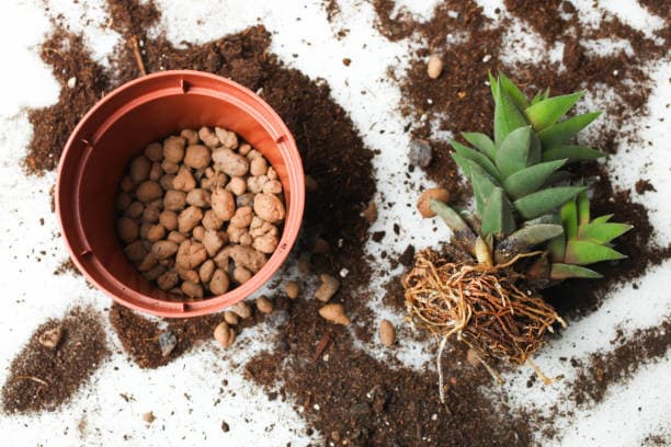 다육이 흙 배합 완전정복