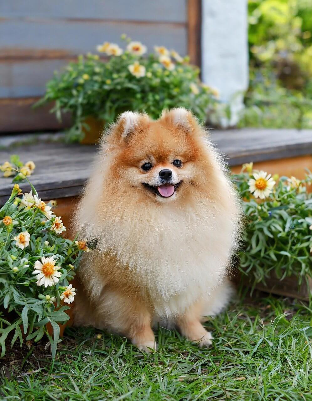 포메라니안