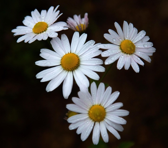 가을에 피는 꽃 종류 구절초