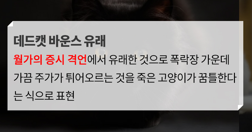 데드켓 바운스 역사