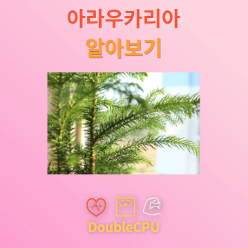 아라우카리아 탐구