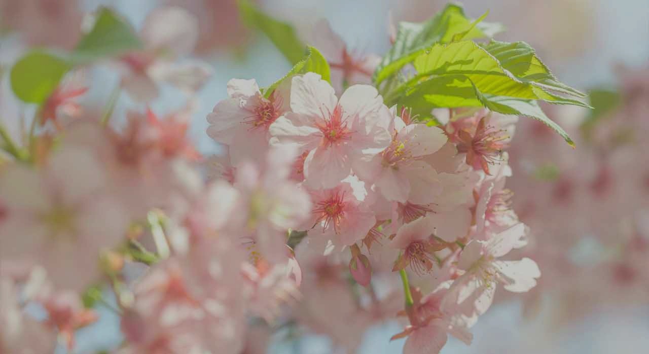 벚꽃이 아름답게 핀 모습. [ⓒPexels &lsquo;Li Sun&lsquo;]