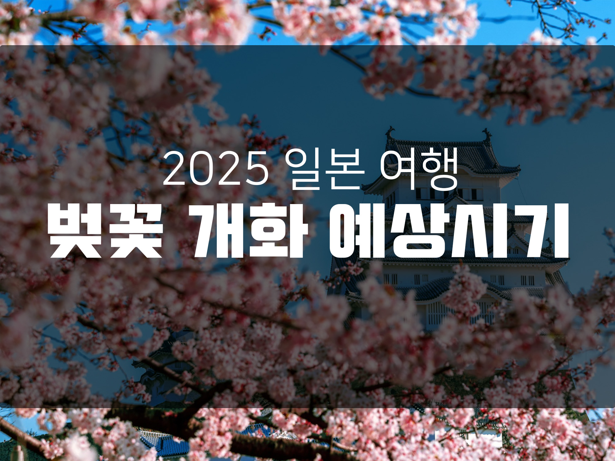 2025 봄 일본 벚꽃 여행때 알아두면 좋은 지역별 벚꽃 개화시기 알아보기