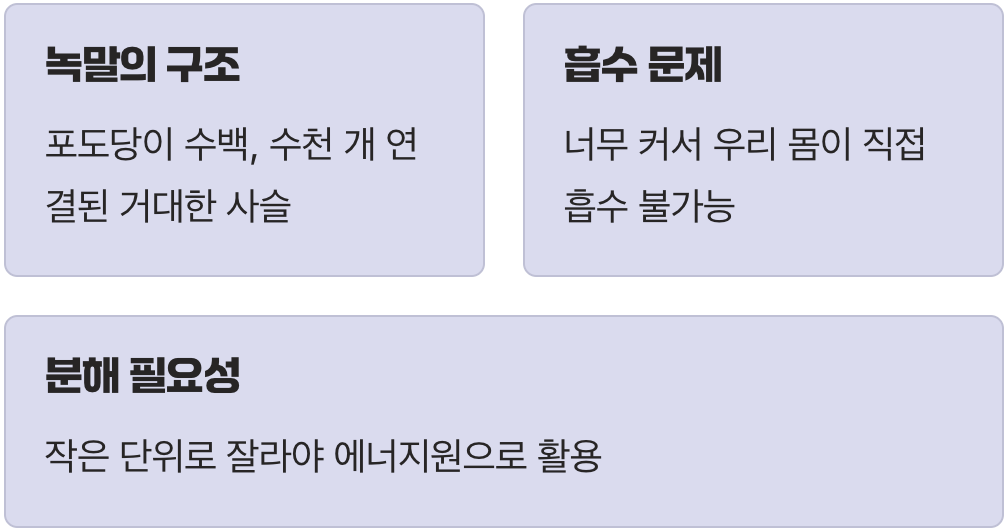 거대한 에너지 사슬, 탄수화물