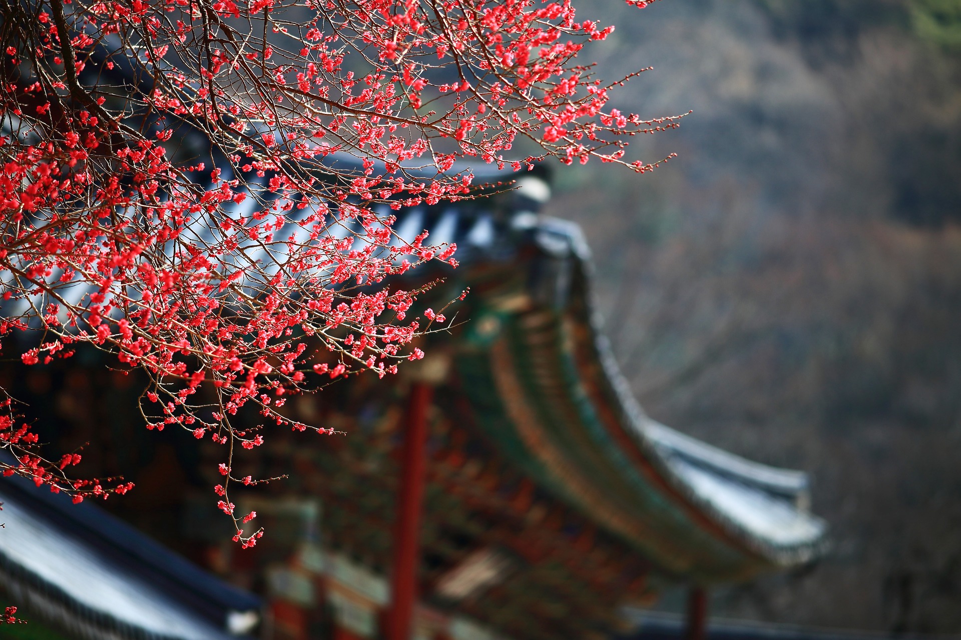 2023년 구례 산수유축제 총정리