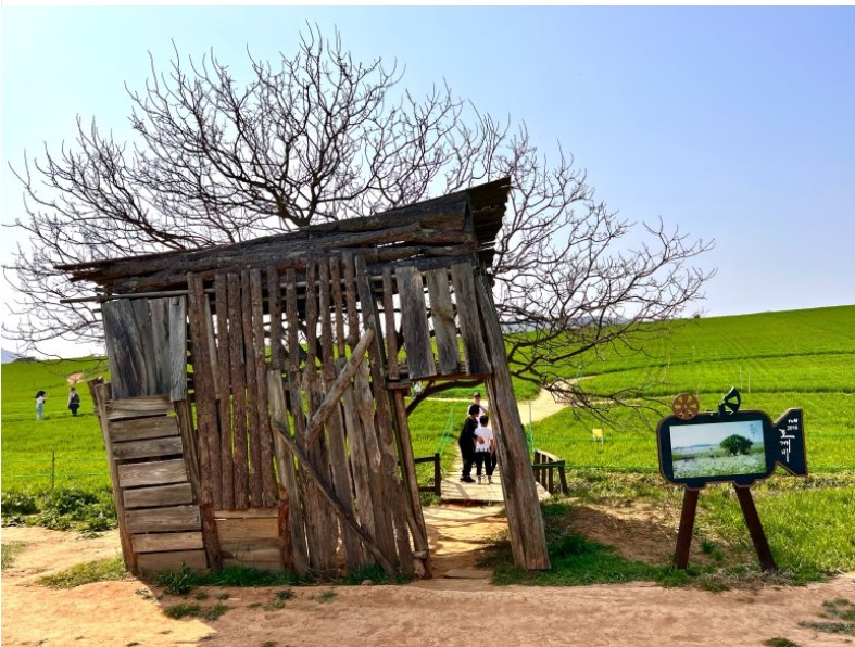 고창-청보리밭-사진